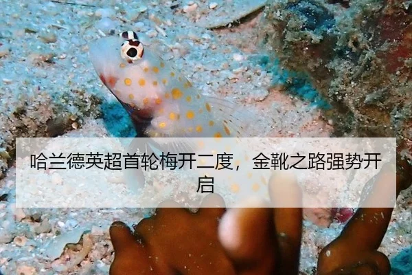 哈兰德英超首轮梅开二度，金靴之路强势开启