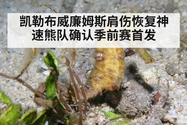 凯勒布威廉姆斯肩伤恢复神速熊队确认季前赛首发